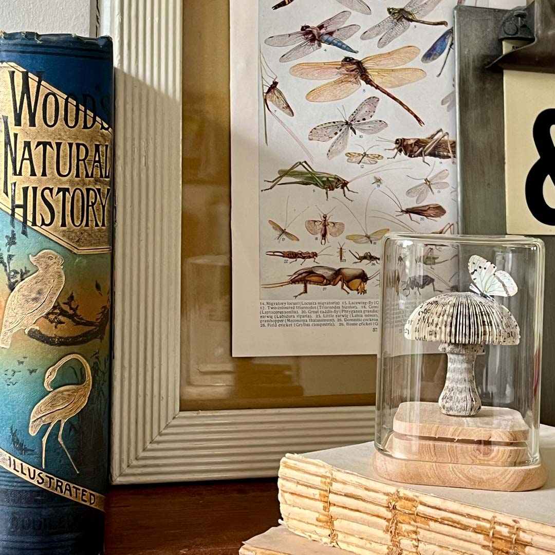 MAGIC MUSHROOM - BLUE MINI